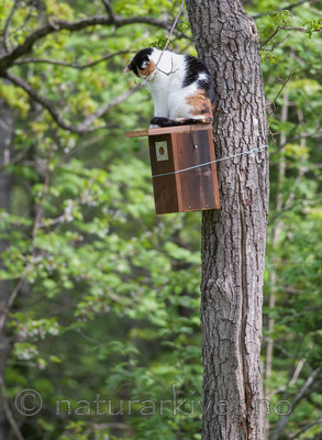 BB 13 0294 / Felis catus / Huskatt